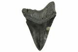 Fossil Megalodon Tooth - South Carolina #367928-2